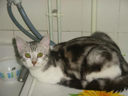 mon chat
